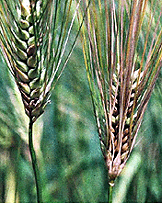 大麦赤かび病の発病穂
