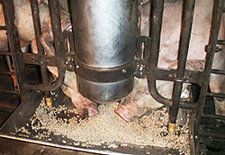 飼料米の10％配合飼料で肥育される「日本のこめ豚」