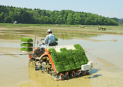 田植え時期を遅らせ高品質米を生産