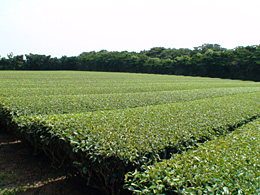 屋久島農園の様子