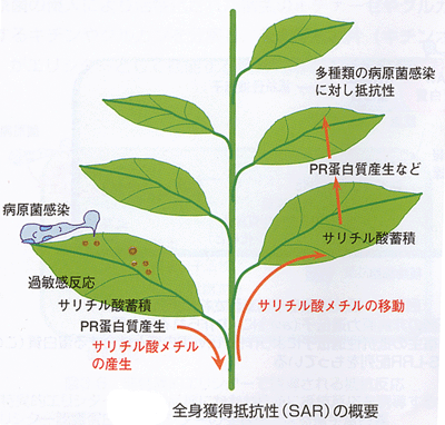 全身獲得抵抗性（ＳＡＲ）の概要