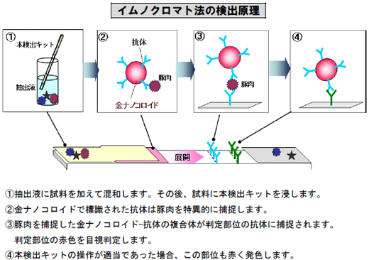 イムノクロマト法の検出原理