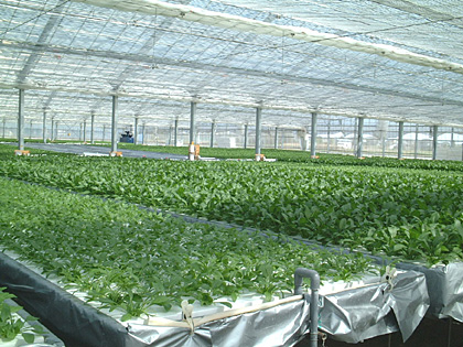 農業ハウスと葉菜類養液栽培システム