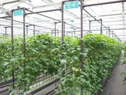 千葉大学内の太陽光利用型植物工場の実験施設