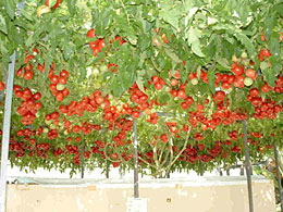 トマトの「ジャックと豆の木」現象。一株から一万6000個の果実