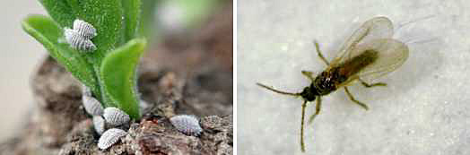 白いワックス上の殻で覆われたフジコナカイガラムシのメス成虫（左）と羽を持つオスの成虫