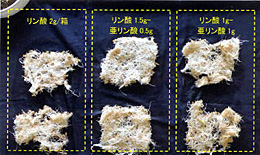 水稲の育苗箱でも、リン酸のみを施用したのに比べて明らかに根張りがよくなった