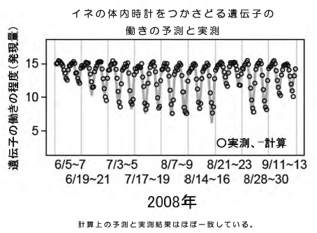 イネの体内時計をつかさどる遺伝子の働きの予測と実測