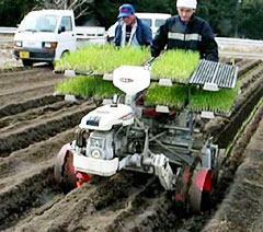 固化剤を使わずネギ定植機で一気に定植