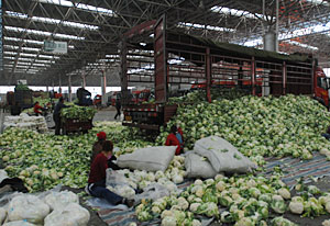 野菜集散センター「寿光農産品物流園」。朝４時過ぎ、中国各地から野菜を満載したトラックが到着、競りが終わると野菜は規格に基づいて包装される。写真はカリフラワー