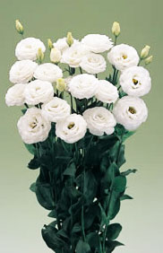 花弁数が多く、純白の美しい花形
