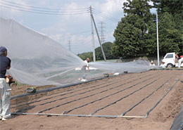 試験ほ場での作業風景。散水チューブを設置し、農ポリで被覆している。