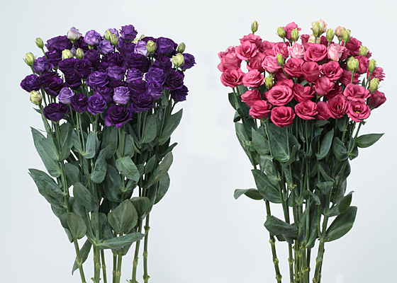 （左から）鮮やかな紫色の「バイオレット」と深いローズピンクの「ローズ」。