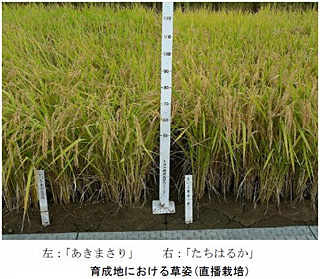 育成地における草姿