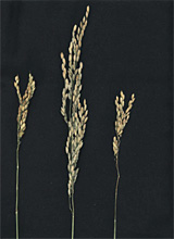 （写真は３品種の穂。（右から）たちすずか、ホシアオバ、たちあやか）