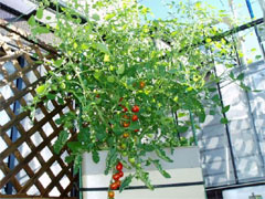 コンテスト参加者の 実際の栽培の様子。 栽培の様子。鈴なりのトマトの実（左）、家庭でも大きな木のように育つトマト