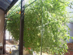 コンテスト参加者の 実際の栽培の様子。 栽培の様子。鈴なりのトマトの実（左）、家庭でも大きな木のように育つトマト