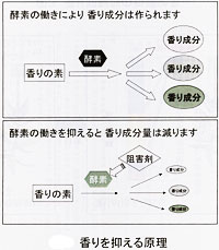 花の香りを抑える原理