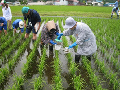 田んぼの生きもの調査をする生産者、子どもなど