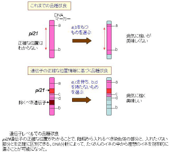 遺伝子レベルでの品種改良