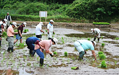 「飼料用米田植え体験交流会」のようす