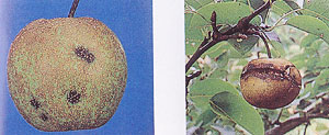（左）なし黒星病（果実の病斑）／（右）なし黒星病・症状が進むと、裂果してしまう