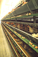 飼料用米給餌の鶏卵の供給量拡大