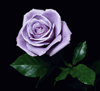 サントリーが開発した世界初の「青いバラ」