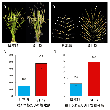 多収量イネの遺伝情報を解析