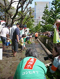 ビルの間につくった田んぼ。正面には山手線が走る。