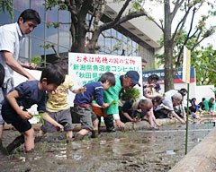 はじめての田植えで土の感触を味わう子どもたち