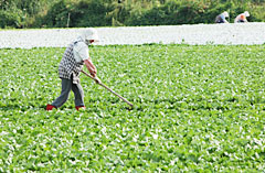 価格安定制度の先行きに不安も起きている野菜作り（＝長野のキャベツ畑から）※本文とは関係ありません