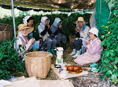 八女市星野村の茶畑で働く女性たち。茶摘は繊細な作業なため、女性の方が向いている