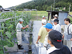 ナスほ場の見学