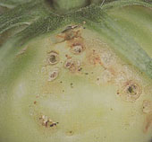 ハスモンヨトウ幼虫によるトマトへの被害