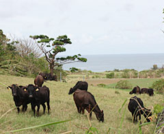 沖縄の石垣牛