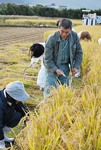 生産者に指導を受けながら稲刈りに挑戦