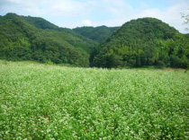 森林に囲まれたソバ畑