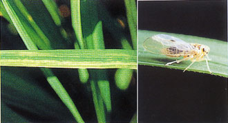葉の病斑（左）・ヒメトビウンカ雌成虫（右）　