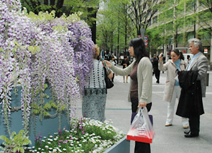 目玉展示の「藤のお花見ガーデン」