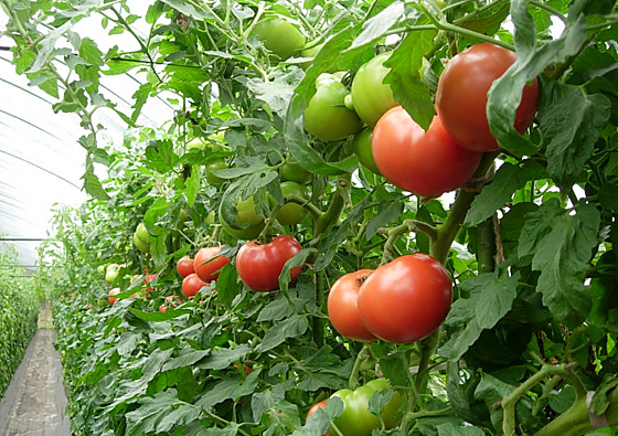 「南郷トマト」のハウス栽培