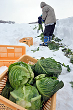 雪の下に埋もれたキャベツを掘り出す、雪下農業