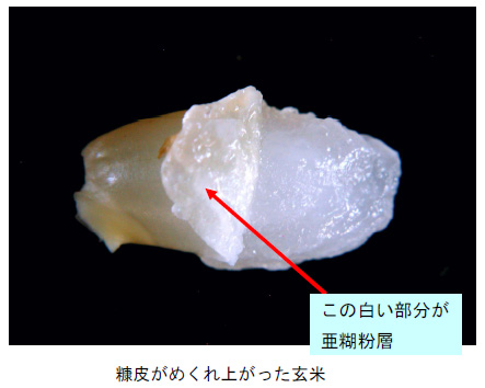 コメの糠皮に付着している「亜糊粉層（あこふんそう）」