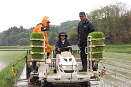 雨の中、田植え体験を行った