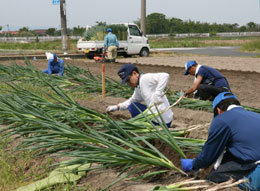 白ネギの定植を行う同センターの職員