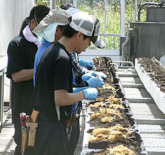 イチゴ苗の定植作業を行う宮城県亘理町の農家