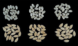 「笑みの絆」の玄米および籾（左：笑みの絆、中：コシヒカリ、右：いただき）