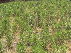 秋に収穫した畑で翌春に群落を形成したヒメムカシヨモギ（茨城県）（『ちょっと知りたい雑草学』（日本雑草学会編）より）