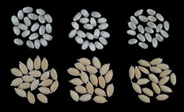 「楽風舞」の玄米および籾 （左:楽風舞、中:五百万石、右:ひとめぼれ）