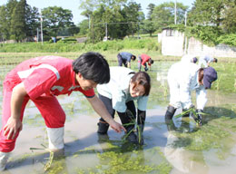 ６月に休耕田で行ったマコモダケの植え付け作業